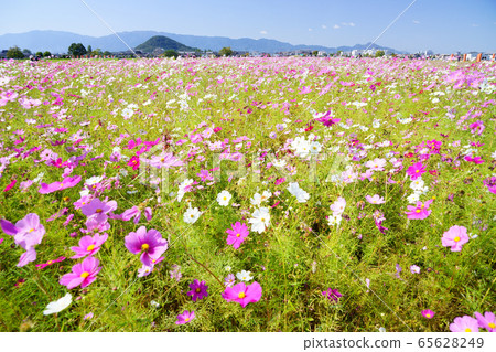Fujiwarakyo's vast autumn cherry blossom field 6 65628249