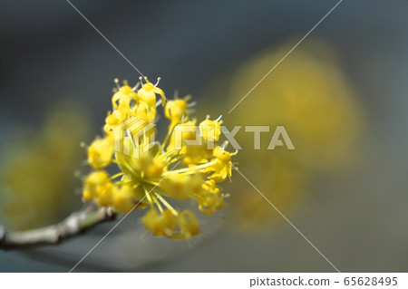 Sanshuyu在花園裡 65628495