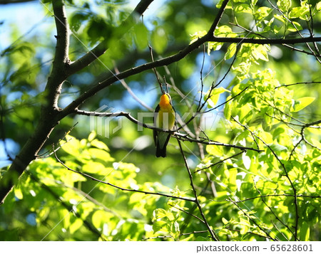 Kibitaki·男 65628601