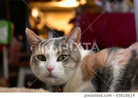 Cat looking at camera Cat looking at camera 65628614