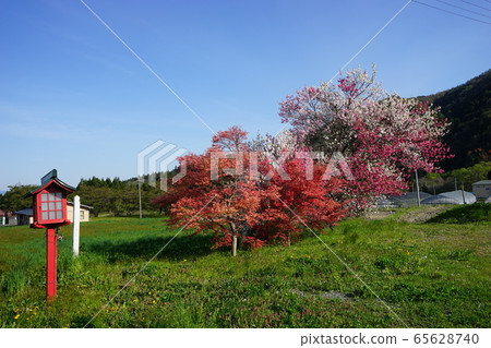Genpei peach before Shiwa Koinari Genpei peach before Shiwa Koinari 65628740