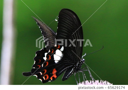 Monarch Swallowtail 65629174