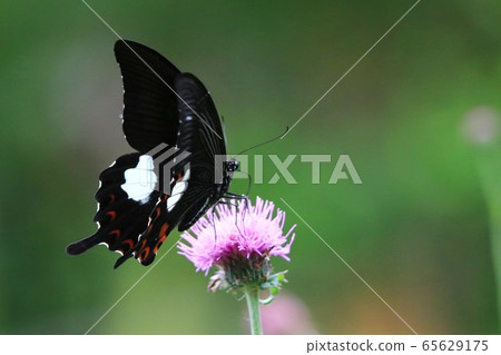 Monarch Swallowtail 65629175