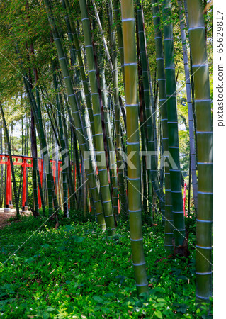 Torii Torii 65629817
