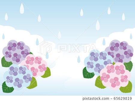 Hydrangea hydrangea hydrangea rainy season flower illustration copy space background Hydrangea hydrangea hydrangea rainy season flower illustration copy space background 65629819