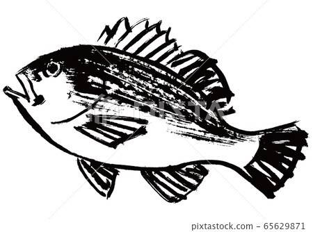 Mebaru watercolor 65629871