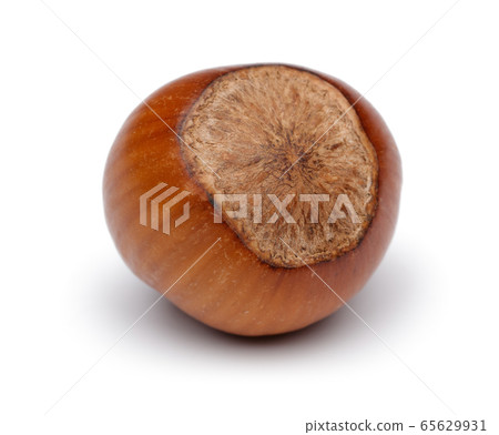 Single hazelnut isolated on white Single hazelnut isolated on white 65629931