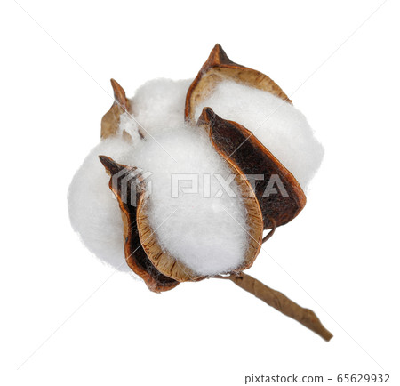 Cotton boll isolated on white Cotton boll isolated on white 65629932
