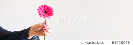 Beautiful pink gerbera flower in female hand Beautiful pink gerbera flower in female hand 65630078