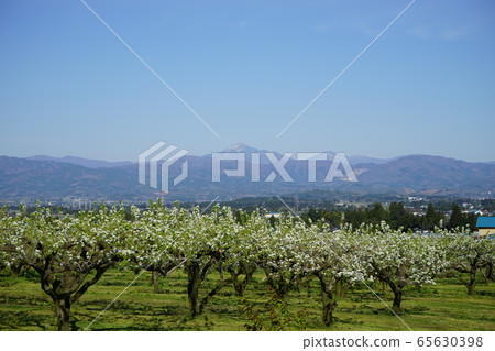 Hayaike Mine and pear flowers in spring 65630398