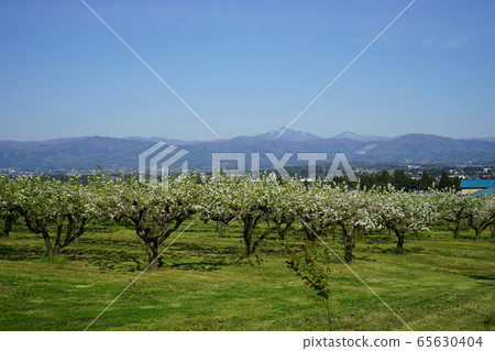 Hayaike Mine and pear flowers in spring Hayaike Mine and pear flowers in spring 65630404