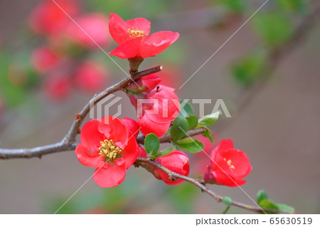 Bloom gorgeously Bloom gorgeously 65630519