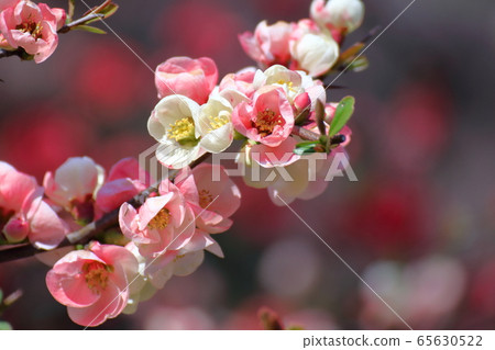 Bloom gorgeously Bloom gorgeously 65630522