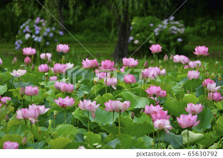 古河公園的男鹿蓮花 65630792