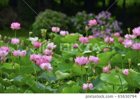 Oga Lotus Flower in Furukawa Park 65630794