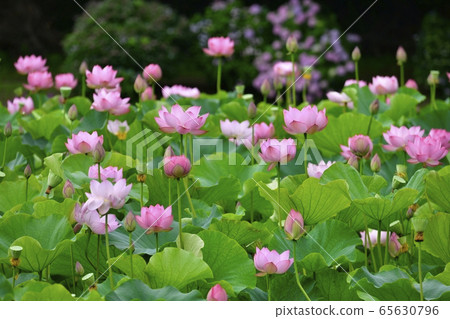 古河公園的男鹿蓮花 古河公園的男鹿蓮花 65630796