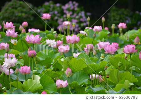 古河公園的男鹿蓮花 65630798