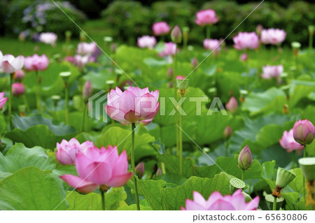 古河公園的男鹿蓮花 65630806