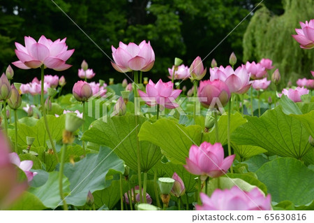 古河公園的男鹿蓮花 古河公園的男鹿蓮花 65630816