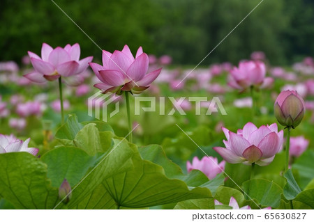 Oga Lotus Flower in Furukawa Park 65630827