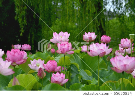 古河公園的男鹿蓮花 古河公園的男鹿蓮花 65630834