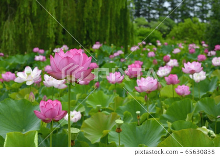 Oga Lotus Flower in Furukawa Park 65630838