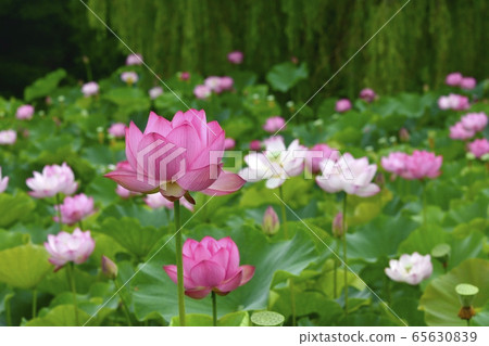 古河公園的男鹿蓮花 古河公園的男鹿蓮花 65630839