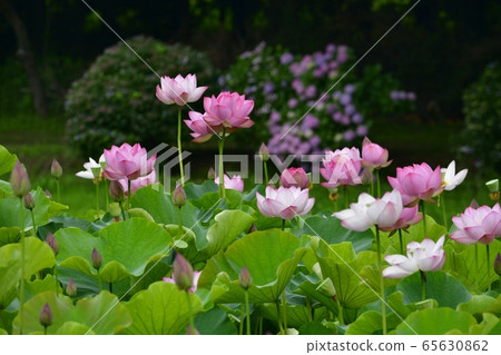 Oga Lotus Flower in Furukawa Park 65630862