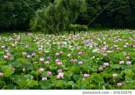 Oga Lotus Flower in Furukawa Park 65630876