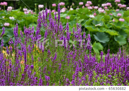 Misohagi and Oga lotus flowers in Furukawa Park 65630882