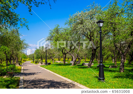 Spring in the city park Spring in the city park 65631008