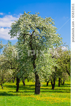 Spring in the city park 65631011