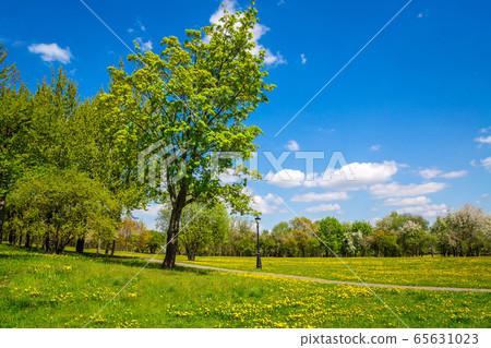 Spring in the city park 65631023
