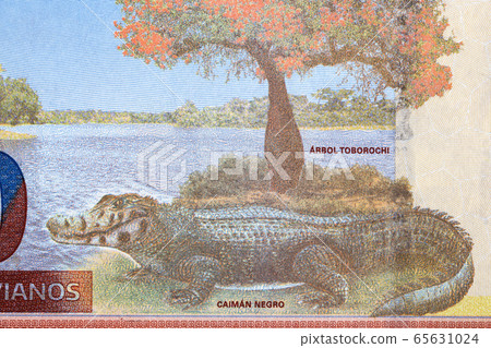 Black caiman a portrait from Bolivian money 65631024