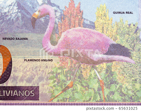 Andean flamingo a portrait from Bolivian money 65631025