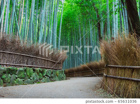 京都Sagano竹林道 京都Sagano竹林道 65631036