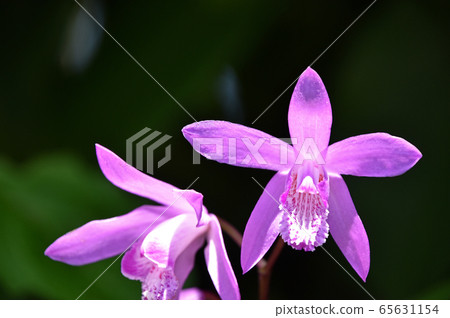 矽烷(紫色蘭花) 矽烷(紫色蘭花) 65631154
