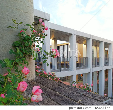 Pink vine rose blooming in a white corridor, a corridor of roses Pink vine rose blooming in a white corridor, a corridor of roses 65631166