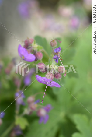 Rock cranesbill Rock cranesbill 65631538