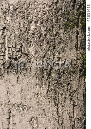 Narrow-leaved ash 65631618