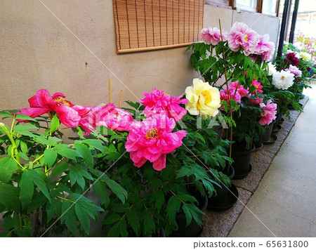 Pink, white and yellow peony flowers blooming under the window and under the blinds Pink, white and yellow peony flowers blooming under the window and under the blinds 65631800
