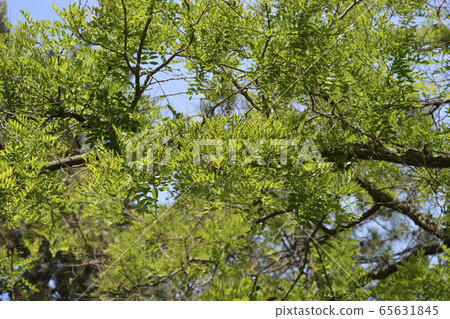 Japanese pagoda tree 65631845