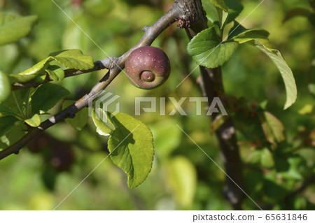 Japanese Flowering Quince Japanese Flowering Quince 65631846