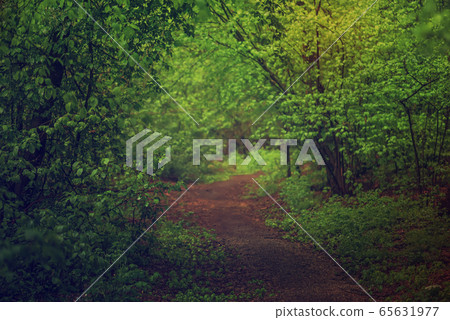 Dark moody forest 65631977