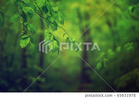 Spring green forest Spring green forest 65631978