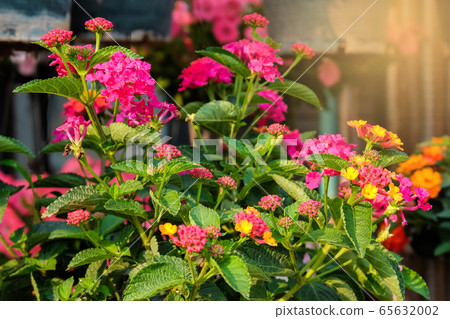small flowers plant on ground ,mini garden small flowers plant on ground ,mini garden 65632002