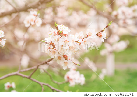 Apricot tree blossoms Apricot tree blossoms 65632171