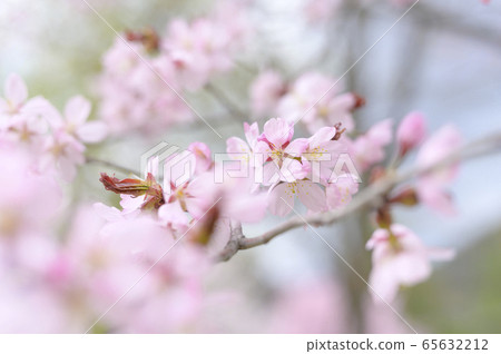 Cherry tree in full bloom  65632212