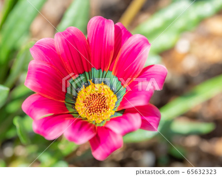 勳章菊屬 65632323