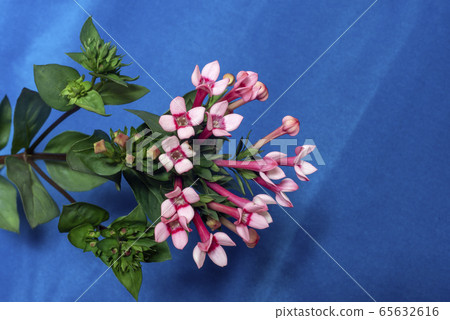 布巴里亞 65632616